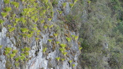 Tillandsia machupicchuensis