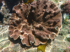 Duncanopsammia peltata