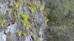 Tillandsia machupicchuensis
