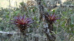 Tillandsia complanata