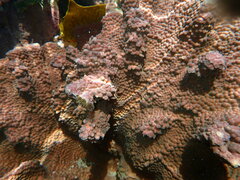 Duncanopsammia peltata