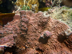 Duncanopsammia peltata