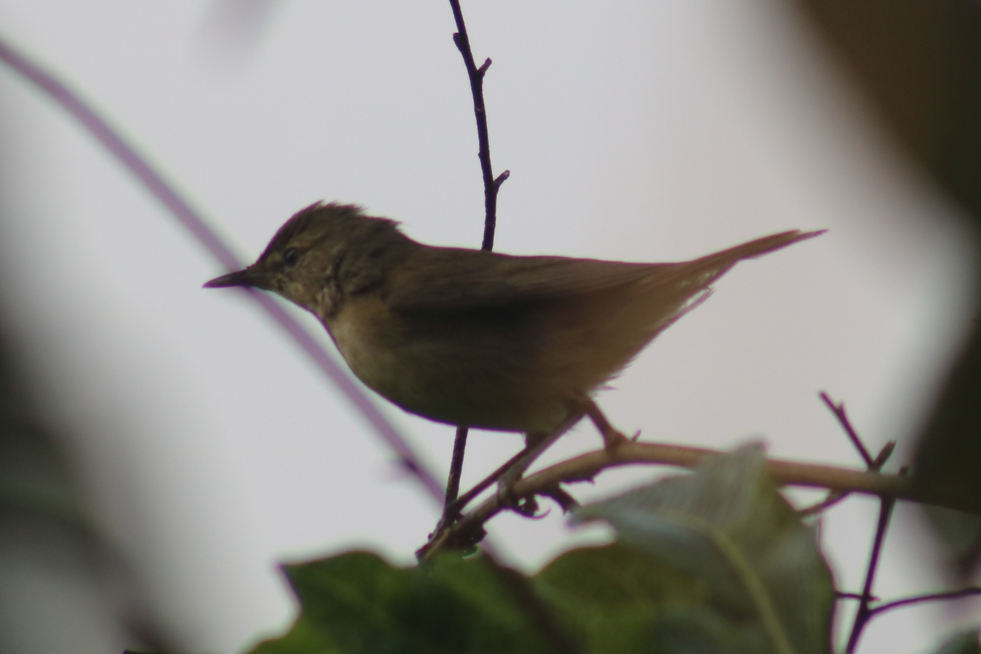 Blyth's Reed Warbler