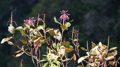 Oreocallis grandiflora