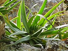 Aloe succotrina