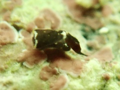 Biuve fulvipunctata
