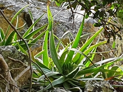 Aloe succotrina