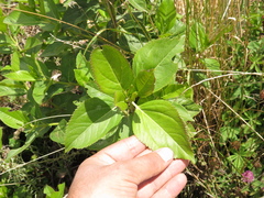 Ageratina tinifolia