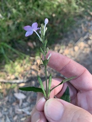 Pseuderanthemum variabile