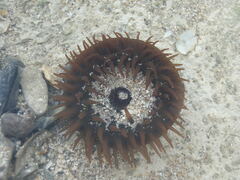 Actinia
