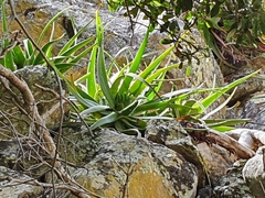 Aloe succotrina