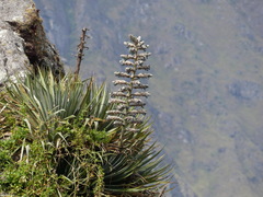 Puya weberbaueri