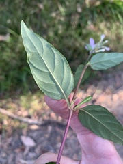 Pseuderanthemum variabile