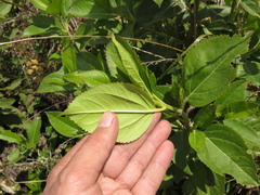Ageratina tinifolia