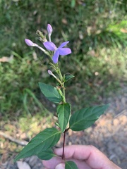 Pseuderanthemum variabile
