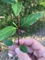 Pseuderanthemum variabile
