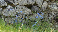 Cynoglossum amabile