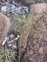 Xenostegia tridentata