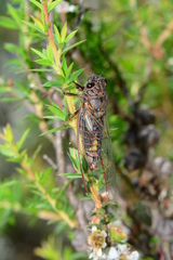 Yoyetta spectabilis