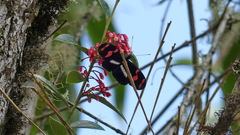 Heliconius telesiphe