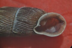 Alinda biplicata
