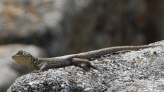 Stenocercus crassicaudatus