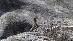 Stenocercus crassicaudatus