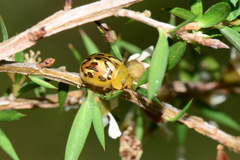 Paropsisterna obliterata