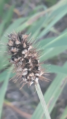 Macalpinomyces neglectus