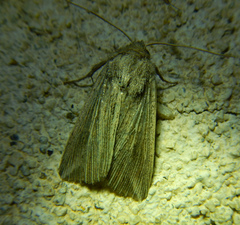 Mythimna riparia