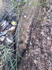 Xenostegia tridentata