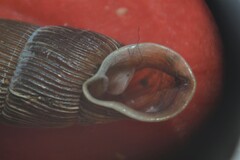 Alinda biplicata