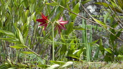 Hippeastrum machupijchense