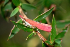 Canuza euspilella
