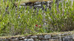 Hippeastrum machupijchense