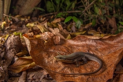 Eutropis macularia