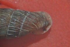 Alinda biplicata