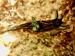 Roboastra gracilis
