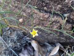 Xenostegia tridentata