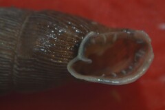 Laciniaria plicata