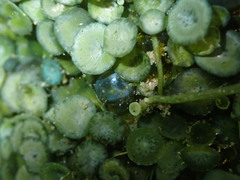 Caulerpa chemnitzia