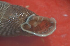 Laciniaria plicata