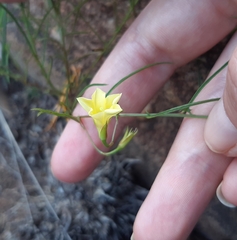 Xenostegia tridentata