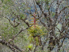 Tillandsia fendleri