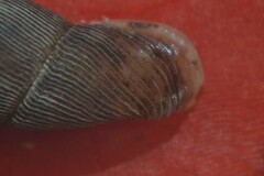 Laciniaria plicata