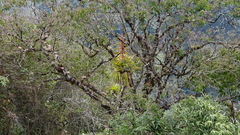 Tillandsia fendleri