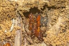 Dorylus fulvus