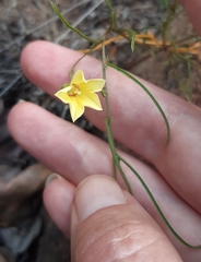 Xenostegia tridentata