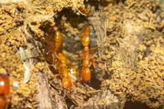 Dorylus fulvus