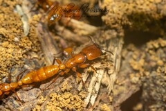 Dorylus fulvus
